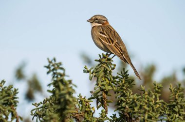 Rufous Sparrow, Zonotrichia capensis, Patagonya, Argent