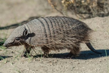 Hairy Armadillo, in desert environment, Peninsula Valdes, Patago clipart