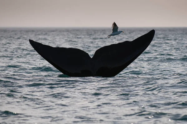 Queue Baleine Hors Eau Péninsule Valdes Patagonie Argentine — Photo