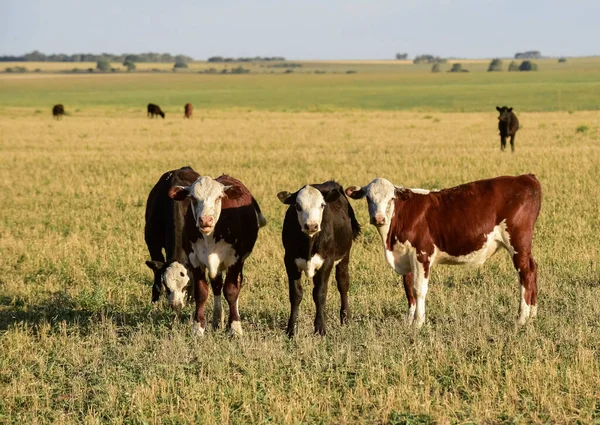 Vacas Pastando Pôr Sol Patagônia Argentina — Fotografia de Stock