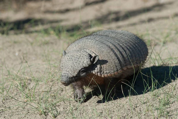 Peloso Armadillo Ambiente Desertico Penisola Valdes Patago — Foto Stock