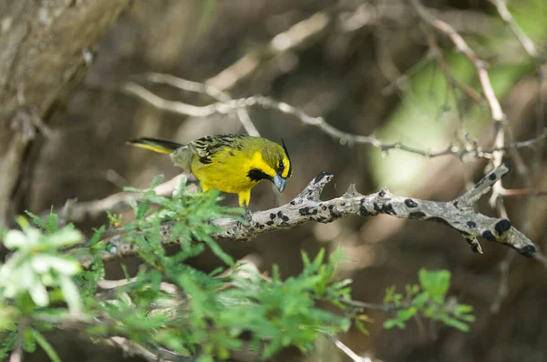 黄色の枢機卿グベルナトリクス クリスタータラの絶滅危惧種 — ストック写真