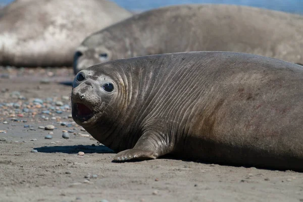 Male Elephant Seal Peninsula Valdes Patagonia Argentina — Stock fotografie