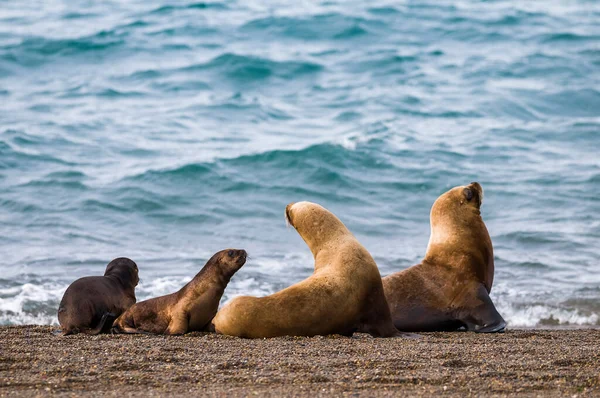 Leones Marinos Madres Bebés Peninsula Valdes Patagonia Argent — Foto de Stock