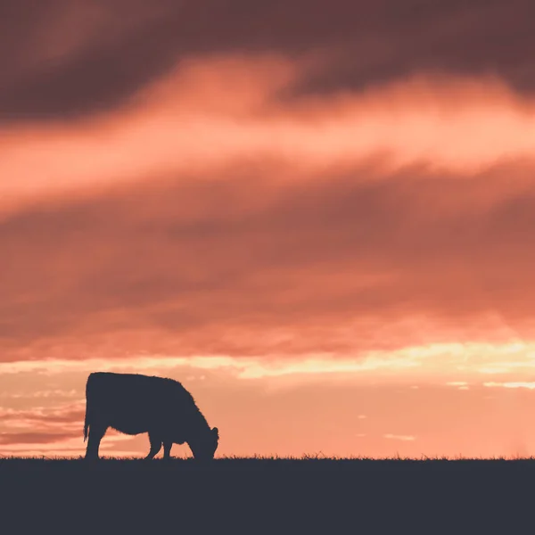 Αγελάδες Τρέφονται Χόρτο Στην Ύπαιθρο Pampas Παταγονία Αργεντινή — Φωτογραφία Αρχείου