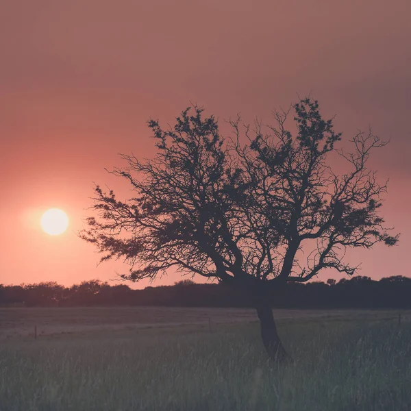 Eenzame Boom Pampa Bij Zonsondergang Patagonië Argentinië — Stockfoto