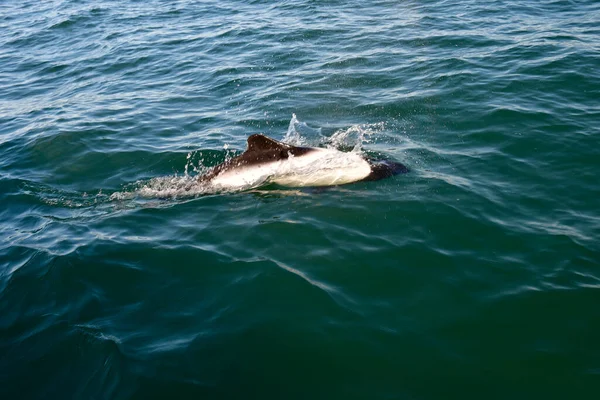 Commerson Dolphin Swimming Patagonia Argentina — стоковое фото