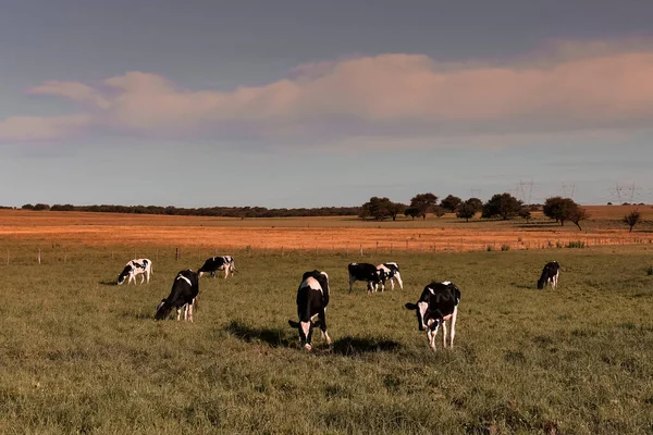 Gado Campo Argentino Província Pampa Argentina — Fotografia de Stock