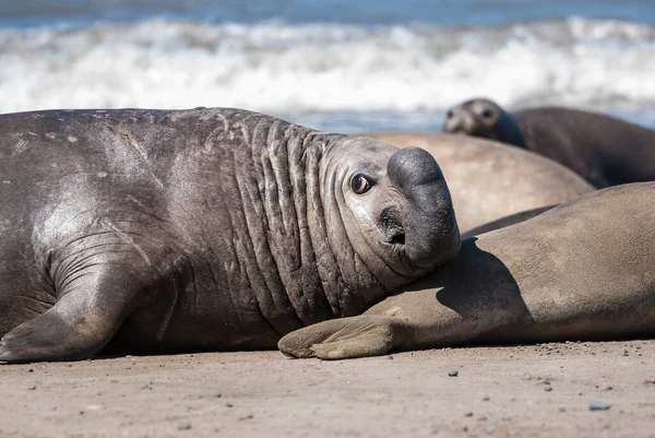 Male Elephant Seal Peninsula Valdes Patagonia Argentina — Stock Photo, Image