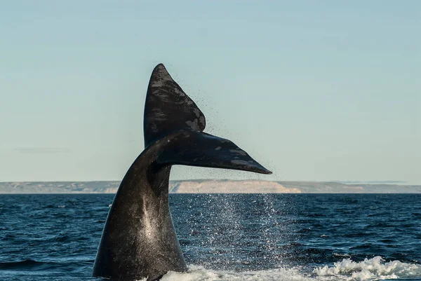 Cauda Baleia Fora Água Península Valdes Patagônia Argentina — Fotografia de Stock