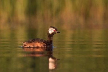 Beyaz tüylü Grebe, Rollandia Rolland, La Pampa, Arjantin.