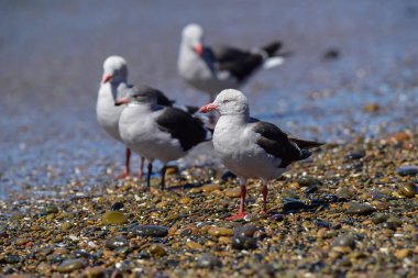 Sahildeki Yunus Martı