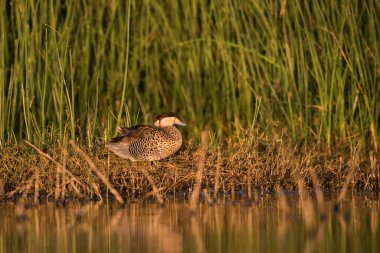 Gümüş Teal, Spatula versicolor, lagün ortamında, La Pampa