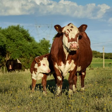 Arjantin kırsalında sığırlar, La Pampa Eyaleti, Arjantin.