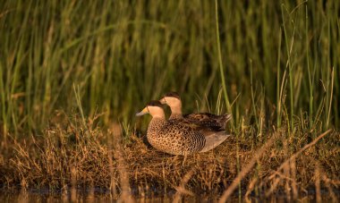Gümüş Teal, Spatula versicolor, lagün ortamında, La Pampa