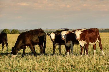 İnekler gün batımında otluyor, Patagonya, Arjantin.
