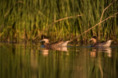 Gümüş Teal, Spatula versicolor, lagün ortamında, La Pampa