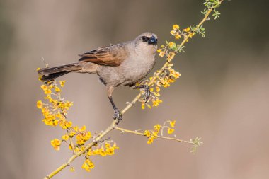 Bay kanatlı Cowbird, Agelaioides Badius, La Pampa, Arjantin