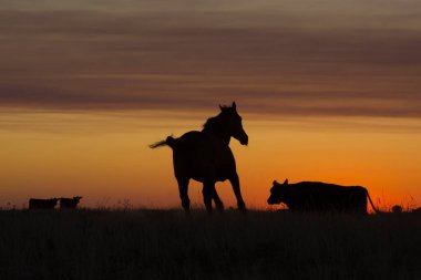 Gün batımında at silueti, kırsal bölgede, La Pampa, Argenti