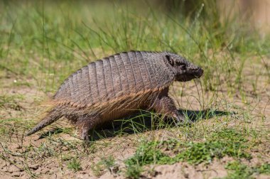 Kıllı Armadillo, çayırlık alanda, Peninsula Valdes, Pat