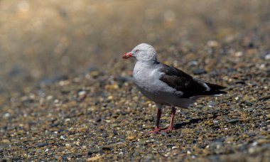 Sahildeki Yunus Martı