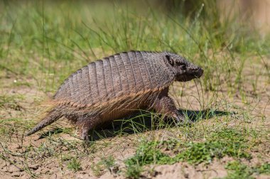 Kıllı Armadillo, çayırlık alanda, Peninsula Valdes, Pat
