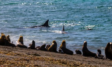 Orca deniz aslanlarına saldırıyor, Yarımada Valdes, Patagonya Arjantin