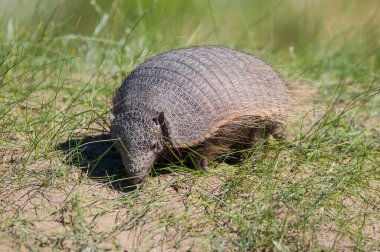 Kıllı Armadillo, çayırlık alanda, Peninsula Valdes, Pat