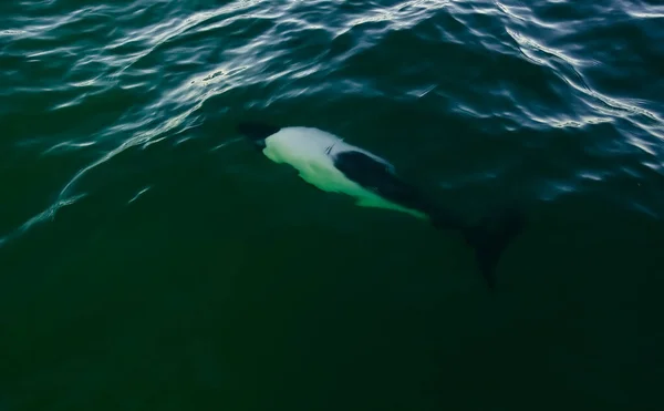 Commerson Delfin Úszás Patagónia Argentína — Stock Fotó