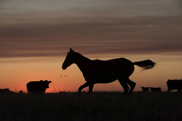 Sílhueta Cavalo Pôr Sol Coutryside Pampa Argenti — Fotografia de Stock