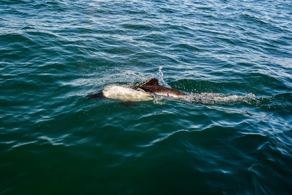 Nage Commerciale Dauphins Patagonie Argentine — Photo