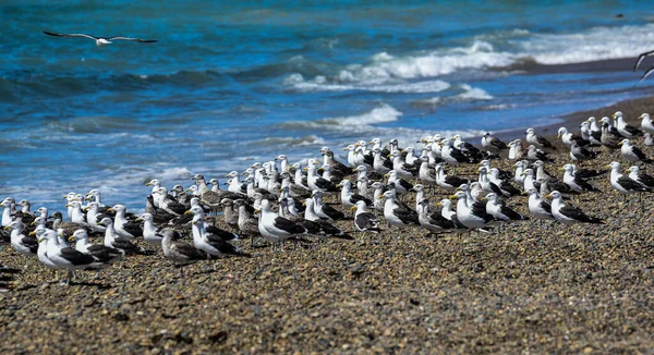 Kelp Gull Flock Beach Patagonia Argentina — стоковое фото