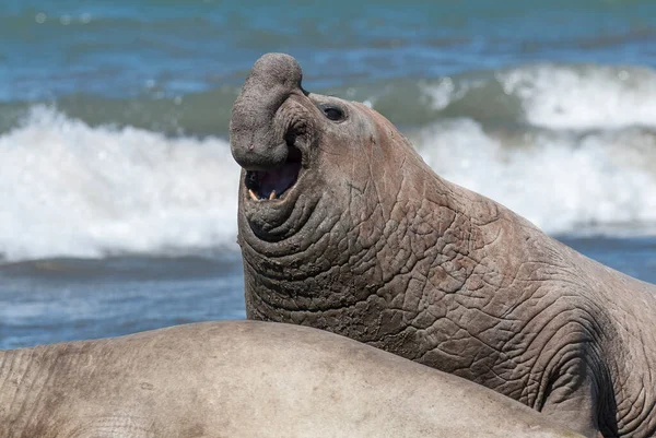 Männliche Elefantenrobbe Halbinsel Valdes Patagonien Argentinien — Stockfoto