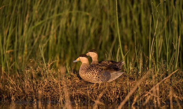 Silver Teal Spatula Versicolor Lagoon Environment Pampa — 图库照片