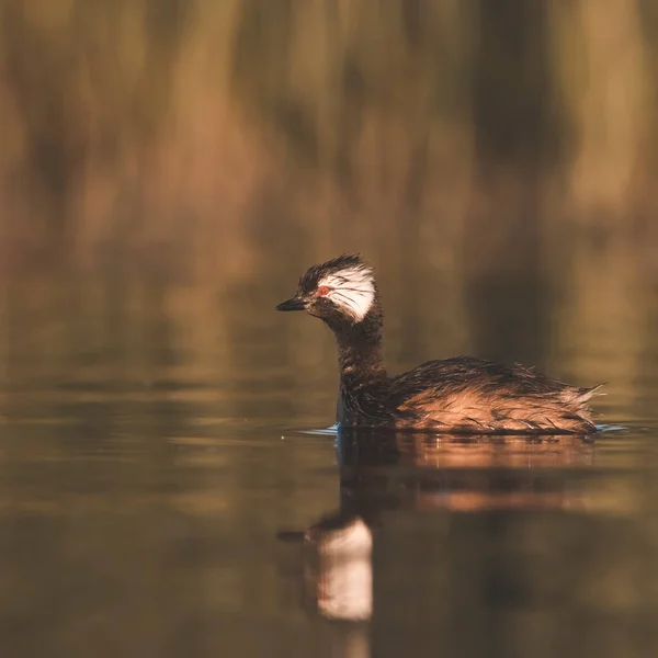 Grebe Rollandia Rolland Pampa Argentina — Stock fotografie