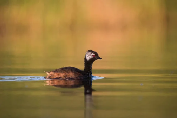 White Tufted Grebe Rollandia Rolland Pampa Argentina — Stock Photo, Image