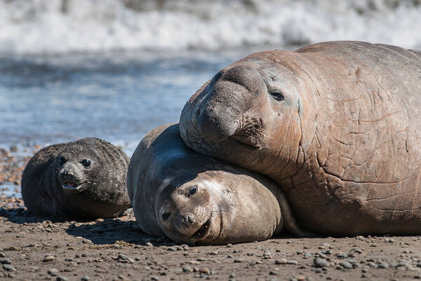 Elephant seal family, Peninsula Valdes, Patagonia, Argentina