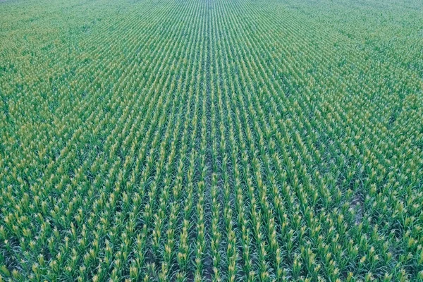 Coltivazione Girasole Vista Aerea Nella Regione Delle Pampas Argentina — Foto Stock