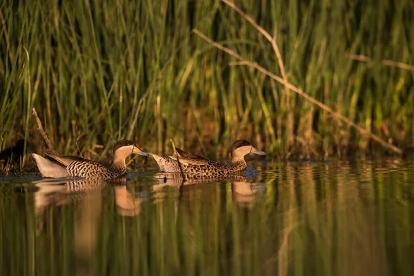 Teal Plata Espátula Versicolor Ambiente Lagunar Pampa — Foto de Stock