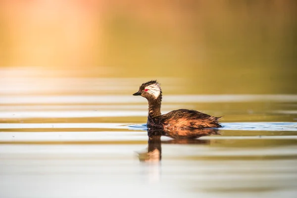 Grebe Tufado Branco Rollandia Rolland Pampa Argentina — Fotografia de Stock