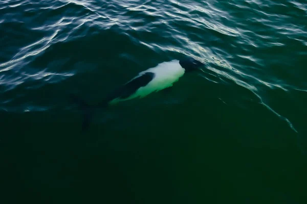 Commerson Dolphin Swimming Patagonia Argentina — Stock Photo, Image