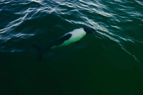 Commerson Dolphin Swimming Παταγονία Αργεντινή — Φωτογραφία Αρχείου