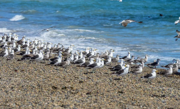 Seemöwen Herde Einem Strand Patagonien Argentinien — Stockfoto