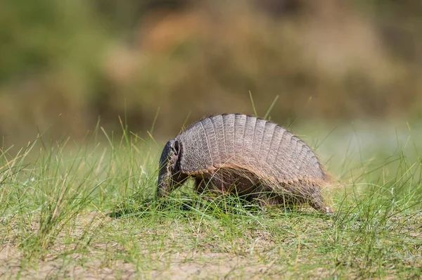 Peloso Armadillo Ambiente Prativo Penisola Valdes Pat — Foto Stock