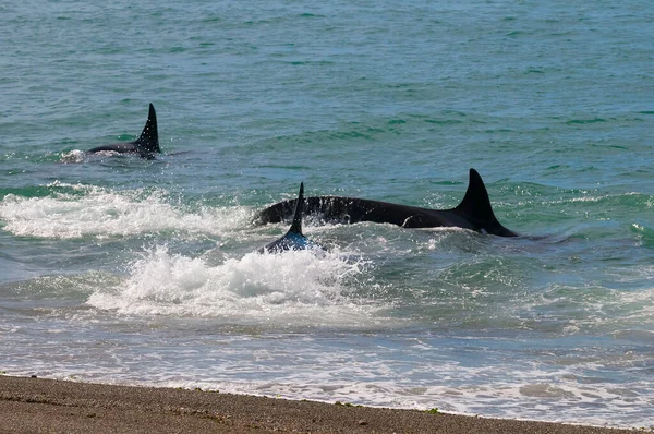 Orque Attaquant Des Otaries Péninsule Valdes Patagonie Argentine — Photo