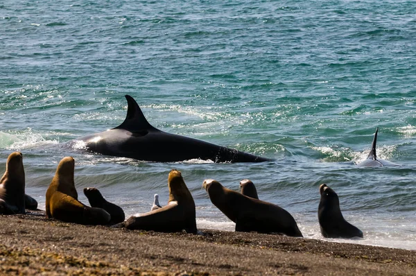 Orca Attackiert Seelöwen Halbinsel Valdes Patagonien Argentinien — Stockfoto