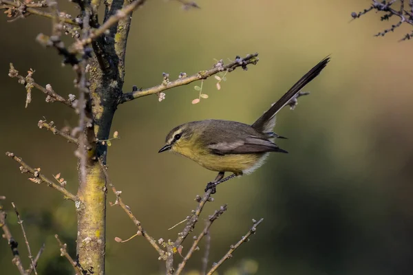 Grote Kwiktiran Caldenbos Pampa Argentinië — Stockfoto