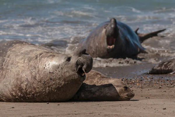 Elephant Seal Family Peninsula Valdes Παταγονία Αργεντινή — Φωτογραφία Αρχείου