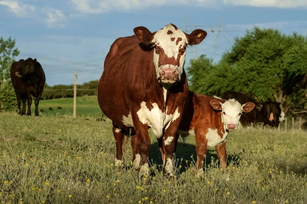 Cow Calf Pampa Argentina — Stock Photo, Image