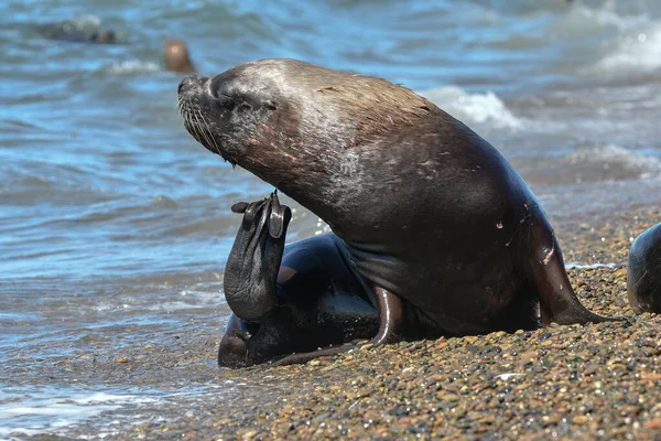 Männlicher Seelöwe Patagonien Argentinien — Stockfoto